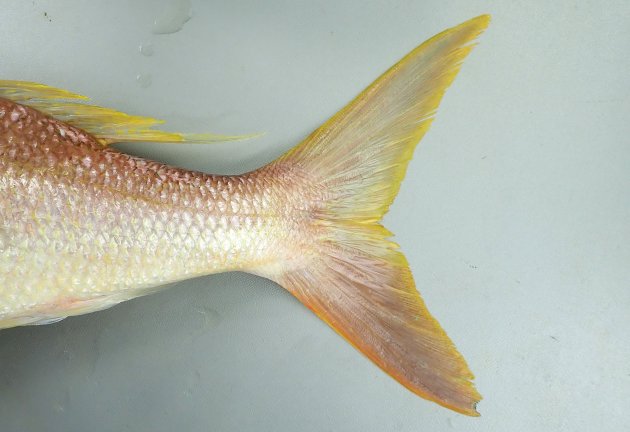 若い個体の尾鰭後縁周辺は黄色い。成魚は尾鰭上葉の後縁周辺は黄色く、下葉の後縁は黄色く、後縁よりも前の部分は赤っぽい。
