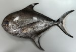 ヒレジロマンザイウオのサムネイル写真