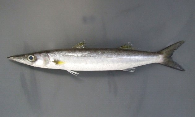 65cm SL 前後になる。大形で体側に目立った斑紋がない。眼が大きい。背は濃いグレイ、腹側は白い。胸鰭の下に黒ずんだ斑紋がある。第一鰓耙は細かい棘を持つ。［鹿児島県南さつま市笠沙］
