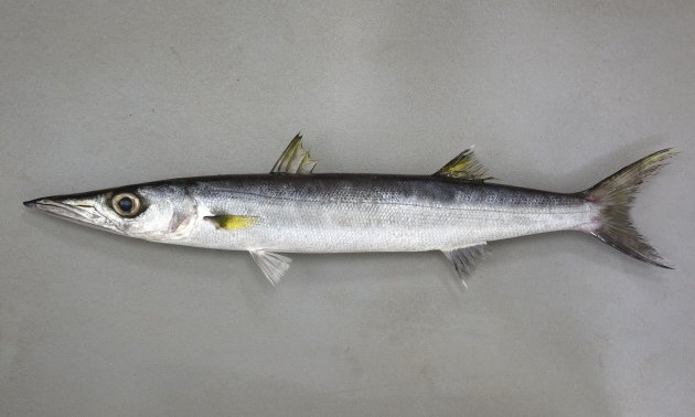 オオメカマスの形態写真