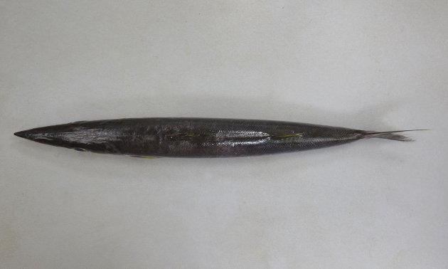 65cm SL 前後になる。大形で体側に目立った斑紋がない。細長いが目と頭部全体がとても大きい。背は濃いグレイ、腹側は白い。胸鰭の下に黒ずんだ斑紋がある。第一鰓耙に突起がなくは細かい棘を持つ。［徳島県海部郡海陽町宍喰産　41cm SL・535g］