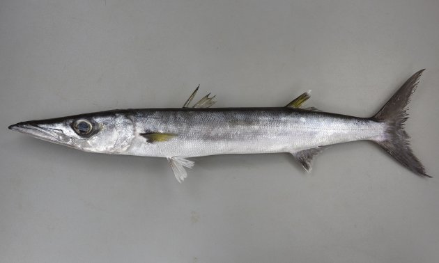 65cm SL 前後になる。大形で体側に目立った斑紋がない。眼が大きい。背は濃いグレイ、腹側は白い。胸鰭の下に黒ずんだ斑紋がある。第一鰓耙は細かい棘を持つ。［沖縄県石垣島産　58cm SL・1.1kg］
