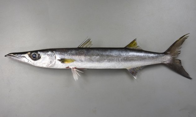 65cm SL 前後になる。大形で体側に目立った斑紋がない。細長いが目と頭部全体がとても大きい。背は濃いグレイ、腹側は白い。胸鰭の下に黒ずんだ斑紋がある。第一鰓耙に突起がなくは細かい棘を持つ。［51cm SL・971g］