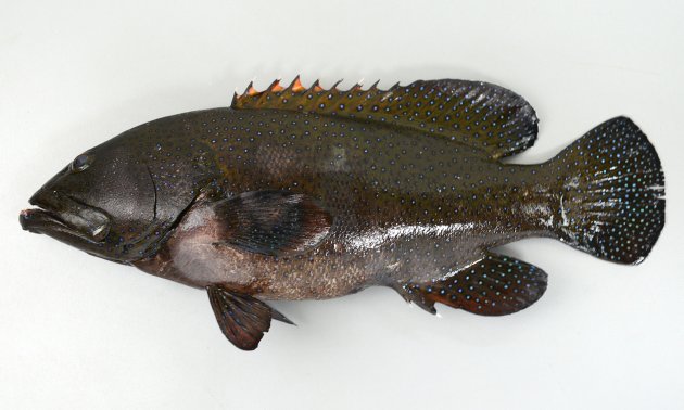 アオノメハタ | 魚類 | 市場魚貝類図鑑