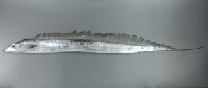 オキナワオオタチのサムネイル写真