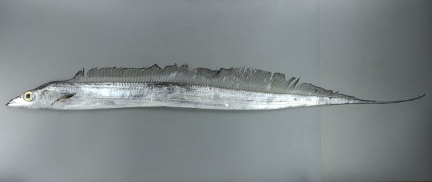 オキナワオオタチの形態写真