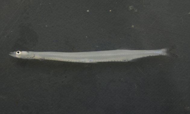 10cm SL 前後になる。背鰭は腹鰭よりも遙かに後方にある。脂鰭がある。雄の臀鰭鱗数は16-18。受け口で口蓋骨歯がある。体高は低く、黒点が尾鰭・体側に並ぶが尾柄部上下からの三角形を思わせる黒点はないか不明瞭。［網走湖産］