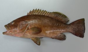 ホウセキハタとオオモンハタの比較