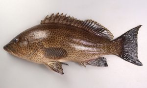 ホウセキハタとオオモンハタの比較