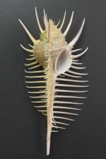 ホネガイのサムネイル写真