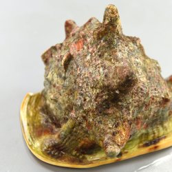トウカムリ | 軟体 | 市場魚貝類図鑑