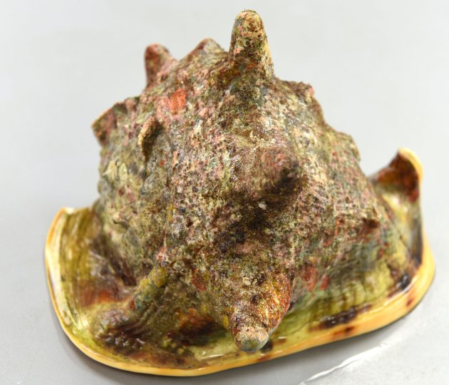 トウカムリ | 軟体 | 市場魚貝類図鑑