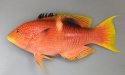 タキベラのサムネイル写真