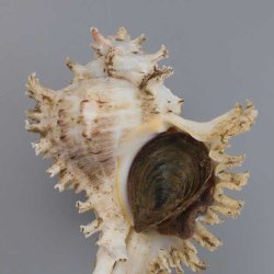 テングガイ | 軟体 | 市場魚貝類図鑑