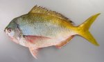 ユメウメイロのサムネイル写真