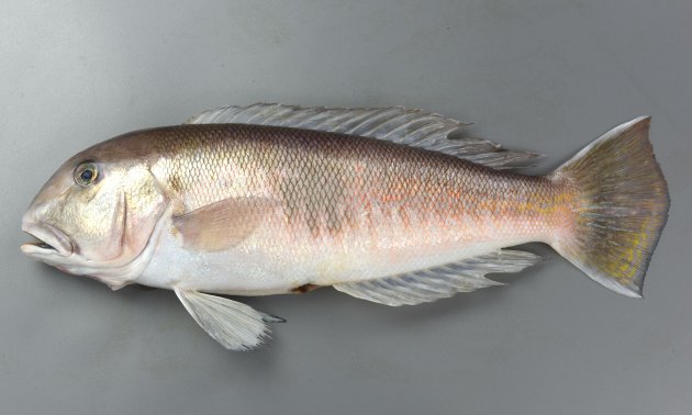 50cm SL 前後になる。側へんし細長い。背鰭の前方、頭部の正中線は黒くない。眼の周り、周辺に斑紋がない。生時やや赤く、鮮度が落ちると白く変色する。