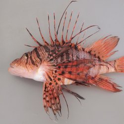 ミノカサゴ (ヤマノカミ) | 市場魚貝類図鑑