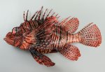 ハナミノカサゴのサムネイル写真