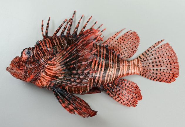 ハナミノカサゴ | 魚類 | 市場魚貝類図鑑