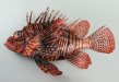 ハナミノカサゴのサムネイル写真