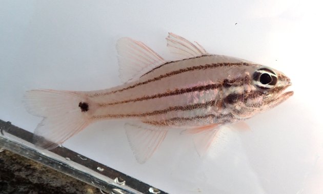 11cm SL（体長）前後になる。目に３本の縦縞がある。尾柄部に丸い褐色の斑紋がある。体側に4本の褐色の縦縞があり、後端は尾柄部の後端に達しない。［沖縄本島本部村］