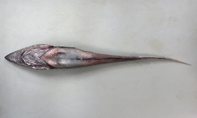 70cm SL 前後になる。頭部が大きく後にいくほど細くなる。吻はよく尖る。鰓蓋骨にある鰓条骨は６本。鱗には小さな棘が並んでいてトゲトゲしい。発光器は肛門付近にしかない。頭部の下面には黒い皮弁やイボ状の丸いふくらみがある。