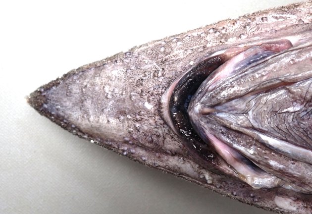 頭部の下面には黒い皮弁やイボ状の丸いふくらみがある。