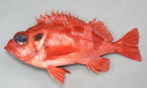 カタボシアカメバルのサムネイル写真