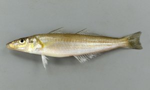シロギスのサムネイル写真