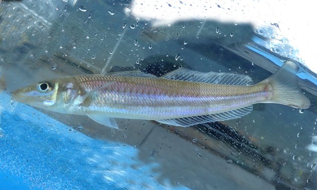 30cm SL 前後になる。全体に細く、微かに赤味がかった灰色で死んでしまうと白くなる。背鰭に斑紋がない。