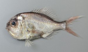 マルヒウチダイのサムネイル写真