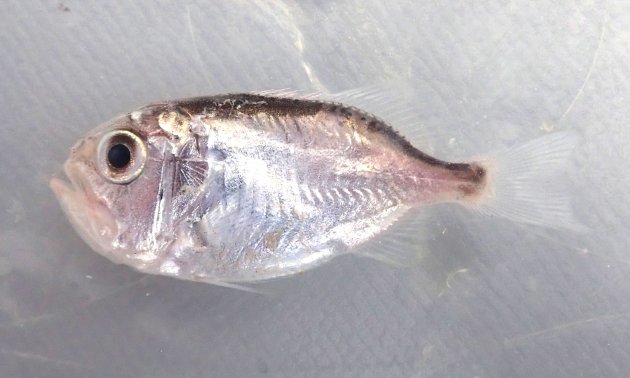 体調25cm前後になる。全体に薄紅色もしくは銀白色。腹部正中線は各鱗が強い棘を持ち、ノコギリ状。側面から見ると丸く、強く側扁（左右に平たい）する。目が前方にあり、頭部は透明感のある骨格に覆われ、目から放射線状に畝状の線が走る。尾鰭の後端は透明（黒くない）。［小田原産稚魚　32mm］
