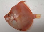ミナミヒシダイのサムネイル写真