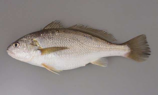30cm SL 前後になる。体高は低い。全身が銀色でとりたてて斑紋はない。鰭は黄色くもなく黒くもない。尾鰭の後縁中央部分は尖る。