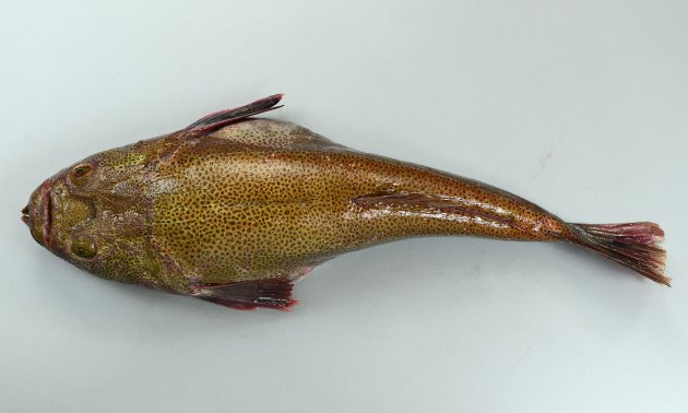 50cm SL 前後になる。細長くこん棒状。背中は青緑色で褐色の細かい斑点が蜜に散らばる。背鰭は１基、頭部鰓蓋の上部に棘（擬鎖骨棘）がない。