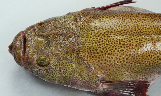 50cm SL 前後になる。細長くこん棒状。背中は青緑色で褐色の細かい斑点が蜜に散らばる。背鰭は１基、頭部鰓蓋の上部に棘（擬鎖骨棘）がない。