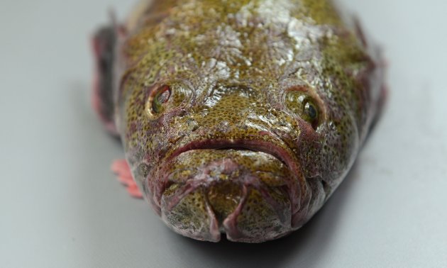 50cm SL 前後になる。細長くこん棒状。背中は青緑色で褐色の細かい斑点が蜜に散らばる。背鰭は１基、頭部鰓蓋の上部に棘（擬鎖骨棘）がない。
