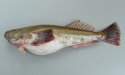 アオミシマのサムネイル写真