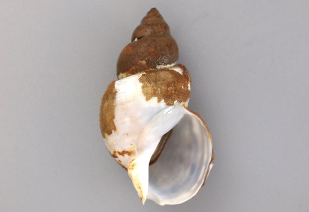 8cm SL 前後になる。殻は薄く、よく膨れ非常にもろい。殻皮は黄色みをおぼている。各表に細かい毛が生えている。縫合はくびれその直下は平坦。