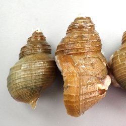 ラウスバイ | 軟体 | 市場魚貝類図鑑