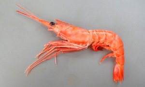 ナミクダヒゲエビのサムネイル写真