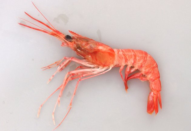 体長15cm前後になる。額角は短く、上の棘は８〜９個。全体に赤いものや薄い赤だったりする。第１触角が太く左右合わさって管状になる。