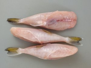 サバフグのみがきふぐ