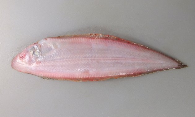 25cm SL 前後になる。吻は尖る。ウシノシタ科では細長い。赤みを帯びた褐色で鱗はやや大きめ。有眼部の側線は３本。第1と第2の側線の間の鱗は11-13。口の後端は下眼後縁を越える。