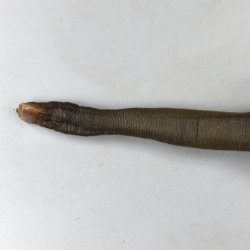 ウミタケ | 軟体 | 市場魚貝類図鑑