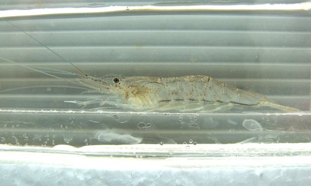 体長7cm 前後になる。額角は長く甲長の1.6〜1.7倍で前方３分の２は斜め上方にそる。生きているときには透明で死ぬと白くなる。