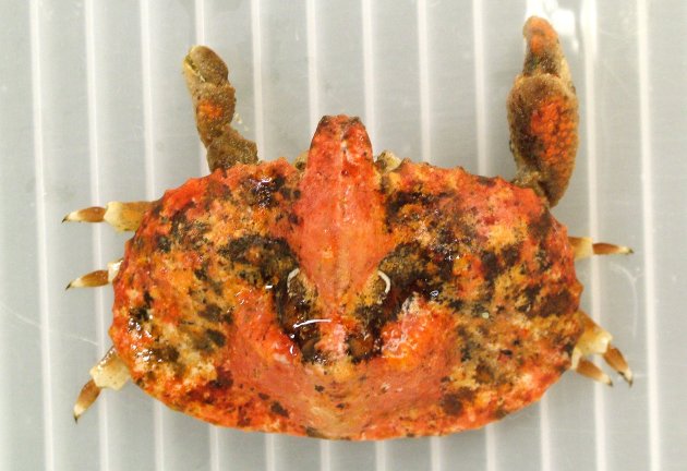 メンコガニの形態写真