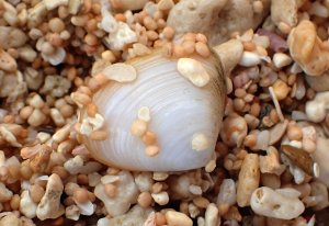 クリックで拡大表示 石垣島 イソハマグリ