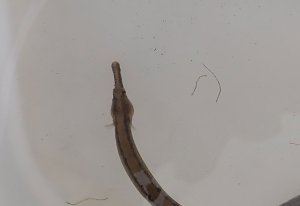 クリックで拡大表示