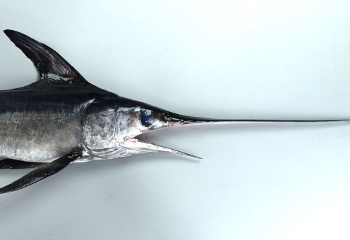 メカジキ属について＆生物一覧 | 市場魚貝類図鑑